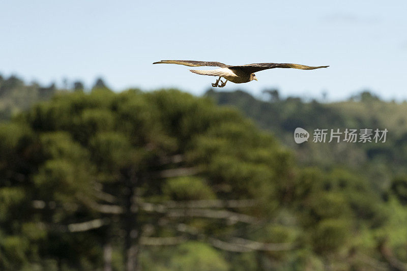 Chimango Caracara (Milvago ximango)